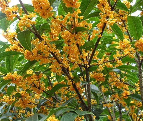 桂花树的价格一览表 桂花树一般能活多久