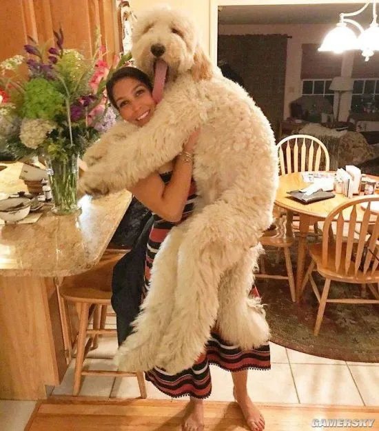拥抱活的超大“泰迪熊”什么感觉？金贵宾犬萌爆