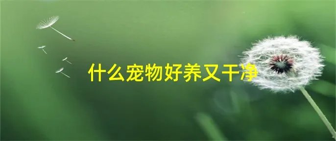 什么宠物好养又干净