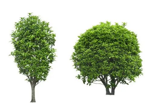 桂花树的价格一览表 桂花树一般能活多久