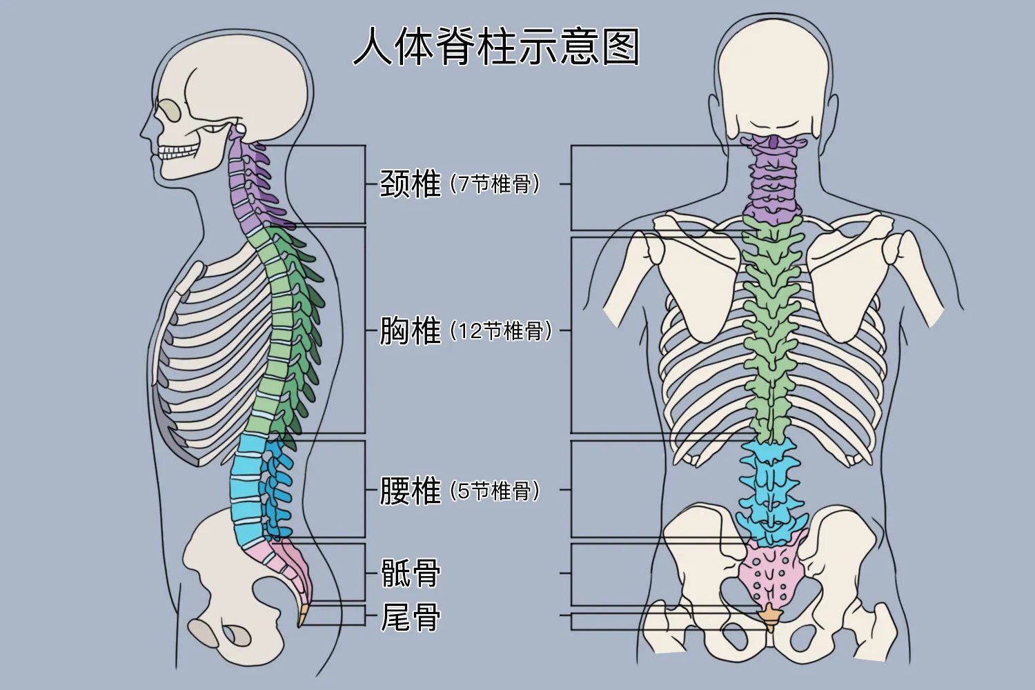 脊椎位置示意图