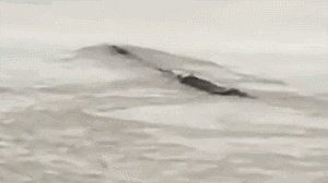 前几天出现的“三峡水怪”是什么,会是未知的生物吗?