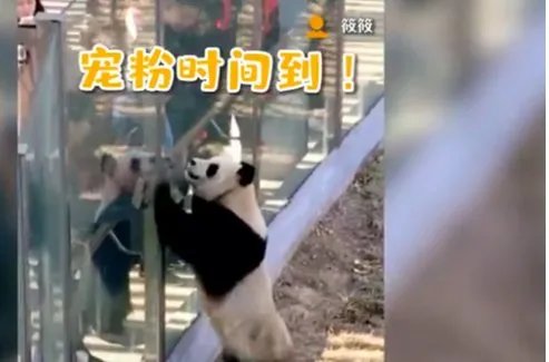 大熊猫热情跟游客击掌互动是怎么回事?