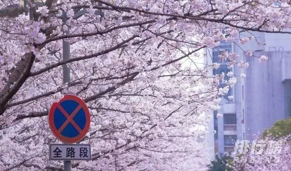 中国最美的十所大学排名_全国最美大学排名最新