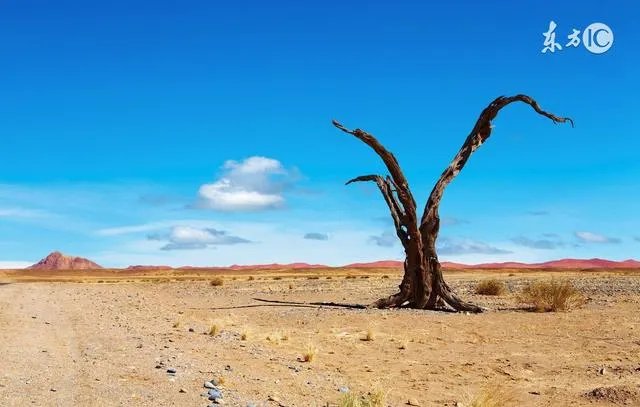 科学家发现大片隐形森林 地球上七座最奇特森林盘点
