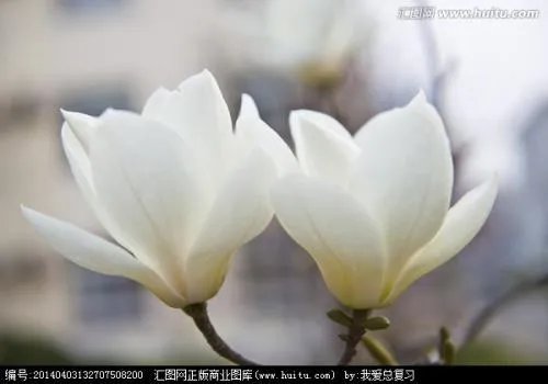 玉兰花是什么颜色?