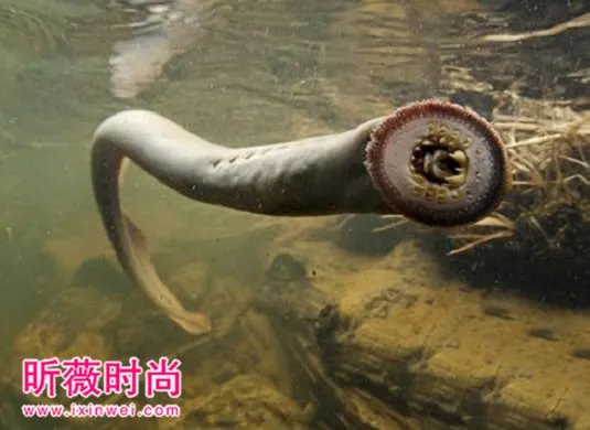 男子河中游泳意外发现这奇怪生物(图)