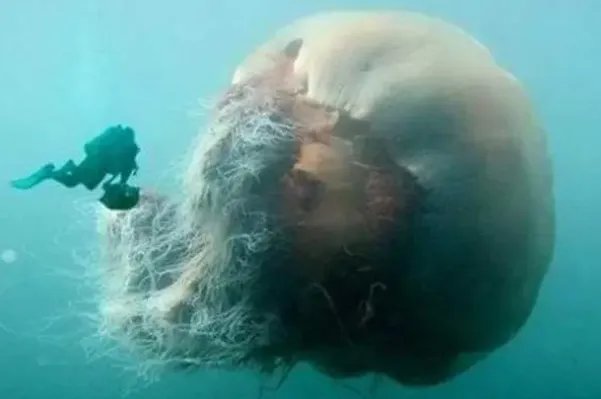 十大最大的海洋生物排名，第一是蓝鲸，虎鲸上榜