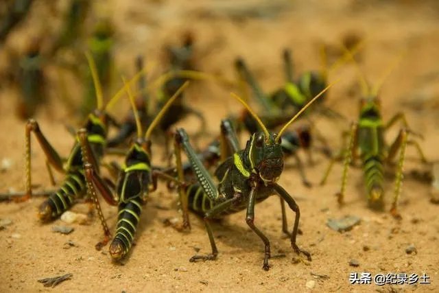 如何看待黄脊竹蝗已经入侵我国云南普洱市累积发生面积近10万亩，将会造成什么样的影响?应该如何应对？