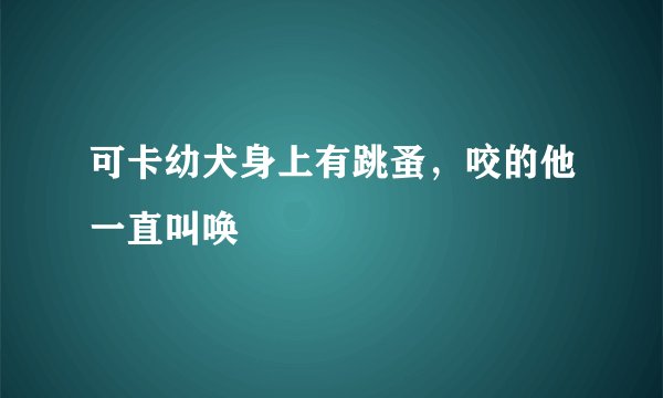 可卡幼犬身上有跳蚤，咬的他一直叫唤