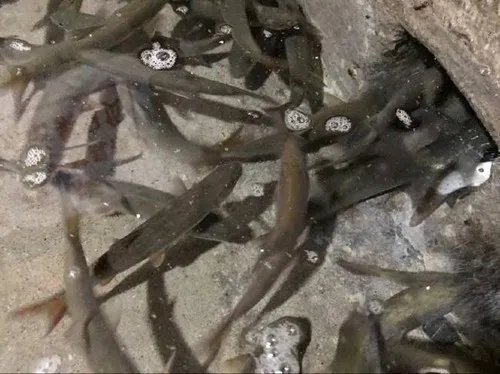 农户挖出神秘鱼泉一夜暴富 百年不遇的鱼泉引人入胜!