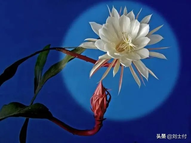 今年春晚你们有什么期待的吗?比如说赵本山会上吗?