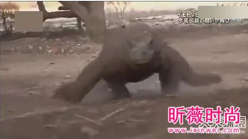女子勾引巨蜥 场面让人目瞪口呆（组图）