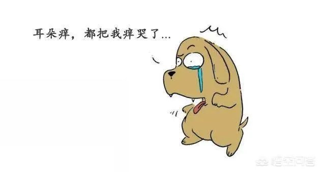 狗狗泪痕怎么解决？
