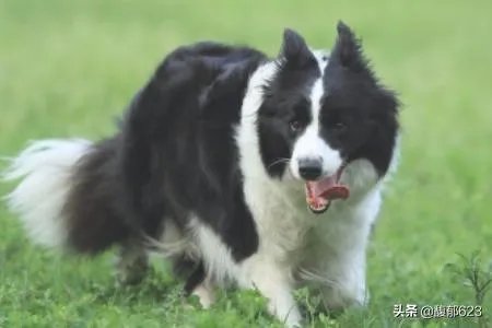边境牧羊犬如何训练?