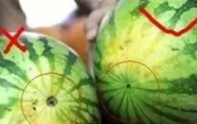 西瓜也分公母?原来我这么多年一直吃错了(组图)