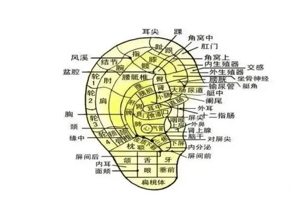 耳部经络图解大全