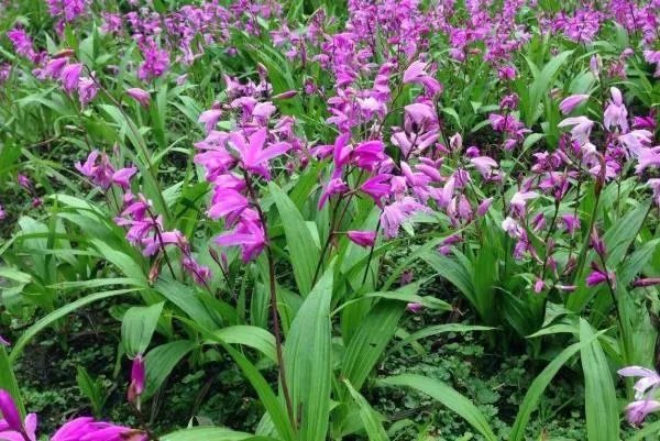 白芨种苗多少钱一公斤