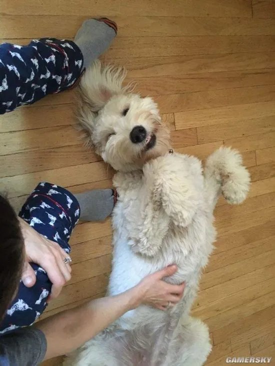 拥抱活的超大“泰迪熊”什么感觉？金贵宾犬萌爆