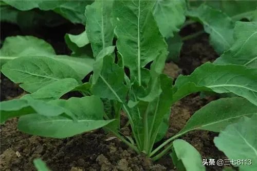 适合南方种植的懒人药材有哪些?