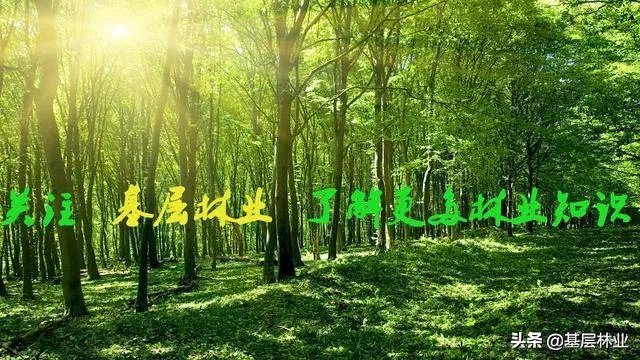 如何看待黄脊竹蝗已经入侵我国云南普洱市累积发生面积近10万亩,将会造成什么样的影响?应该如何应对?