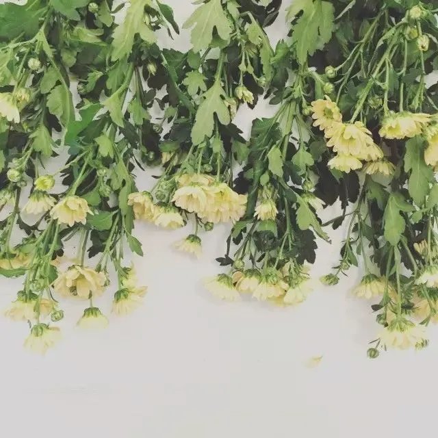 【面料】据说今年秋天流行把植物穿上身,印花届三大“新晋网红”来了!