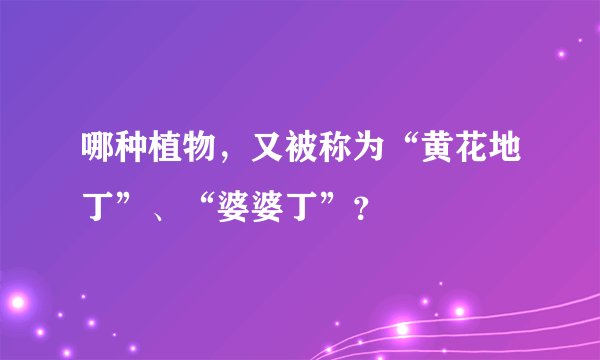 哪种植物,又被称为“黄花地丁”、“婆婆丁”?