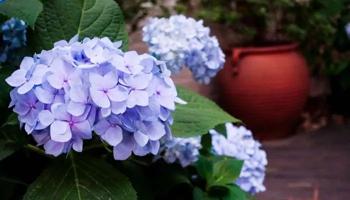 开业花篮什么时间送比较好 开业什么时候送花篮