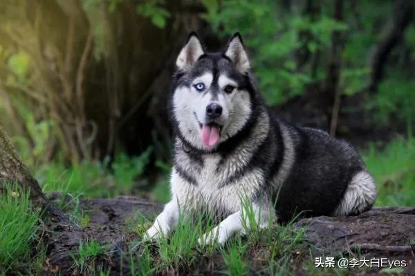 哈士奇犬好养吗？