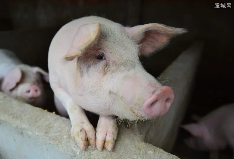 肉联厂洗白病死猪 病死猪从屠宰场里悄悄流出市场