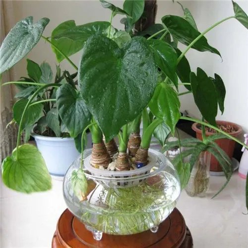 千手观音植物怎么养 千手观音有毒吗