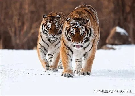 老虎和北极熊,谁更厉害?