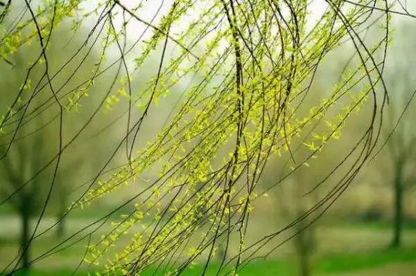 清风拂杨柳是什么意思