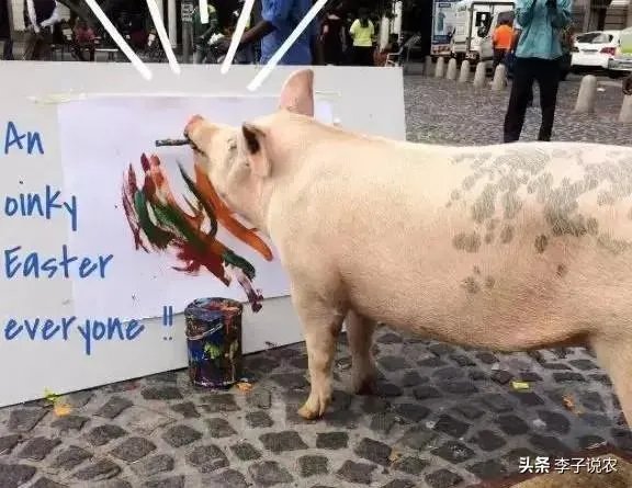 猪价跌幅这么大，养殖户亏损严重，国家会出手吗？