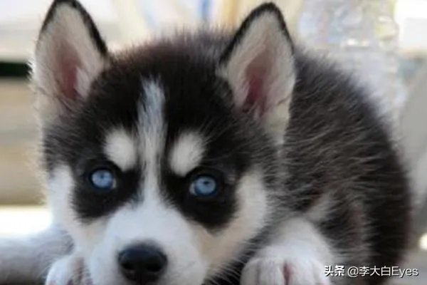 哈士奇犬好养吗？