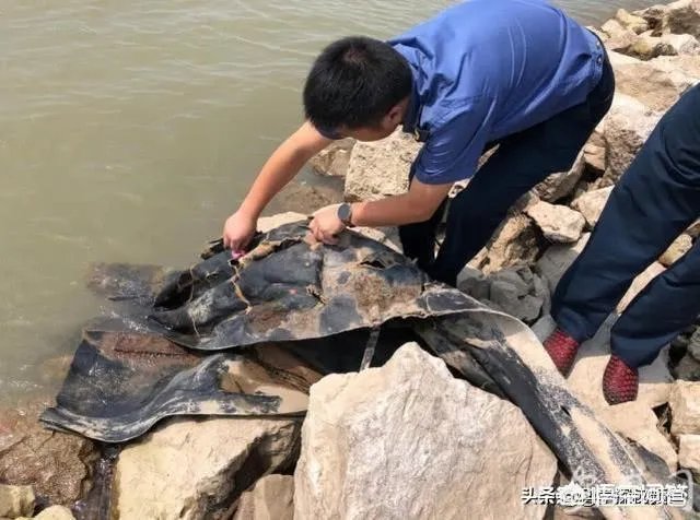 前几天出现的“三峡水怪”是什么,会是未知的生物吗?
