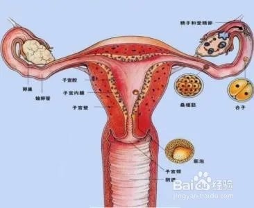 如何使自己受孕