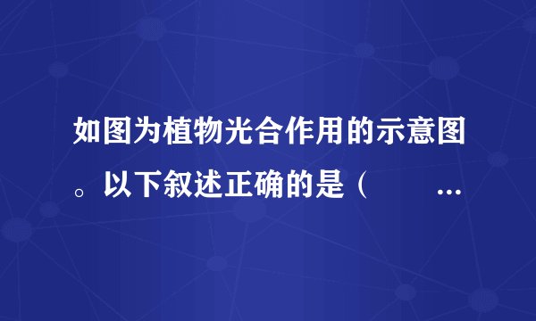 如图为植物光合作用的示意图。以下叙述正确的是( )A.①是氧气,②是二氧化碳