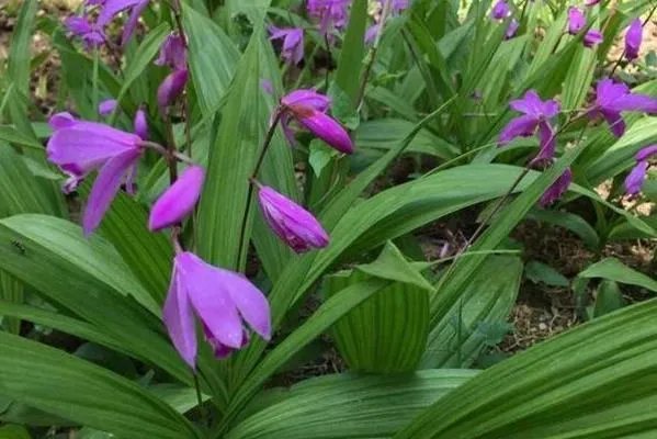白芨种苗多少钱一公斤