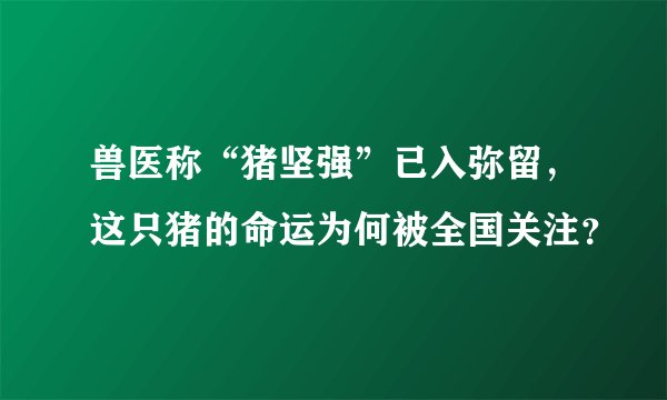 兽医称“猪坚强”已入弥留，这只猪的命运为何被全国关注？
