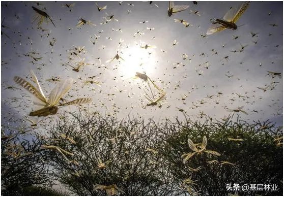 如何看待黄脊竹蝗已经入侵我国云南普洱市累积发生面积近10万亩,将会造成什么样的影响?应该如何应对?