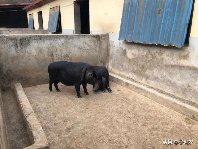 猪价跌幅这么大，养殖户亏损严重，国家会出手吗？