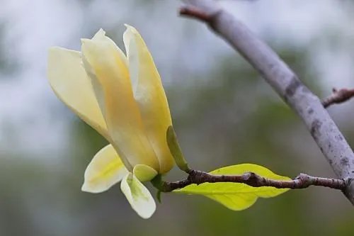 玉兰花是什么颜色?
