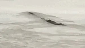 前几天出现的“三峡水怪”是什么，会是未知的生物吗？
