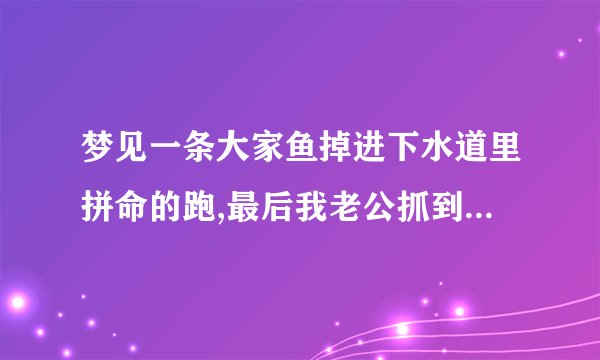 梦见一条大家鱼掉进下水道里拼命的跑,最后我老公抓到了脱了一