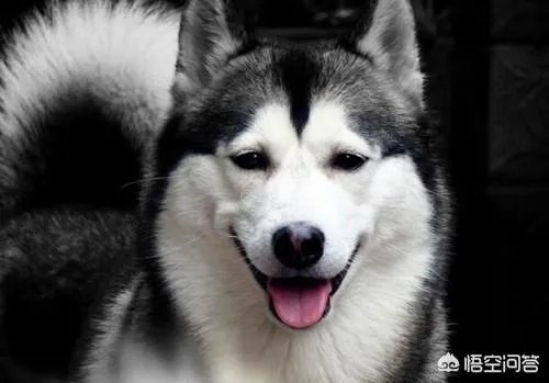 狗狗长骨头的时候会感觉痛吗？