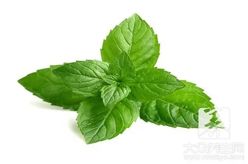 薄荷热量