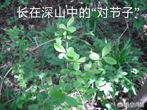 新的茶叶品牌如何做好社群营销？