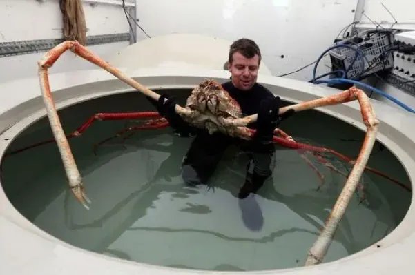 十大最大的海洋生物排名，第一是蓝鲸，虎鲸上榜