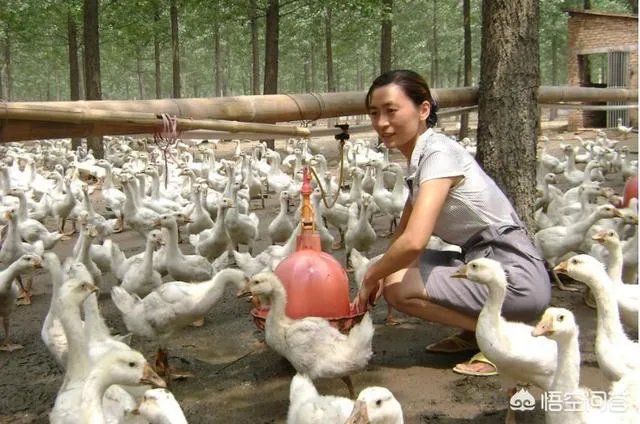 你认为中央电视台的《致富经》能让人致富吗?